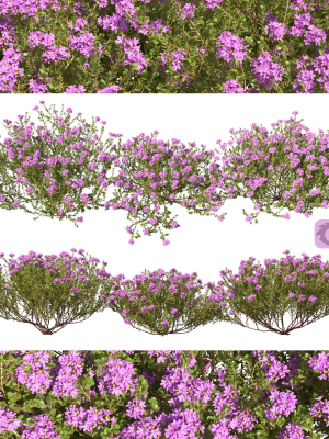 Thyme or thymus vulgaris