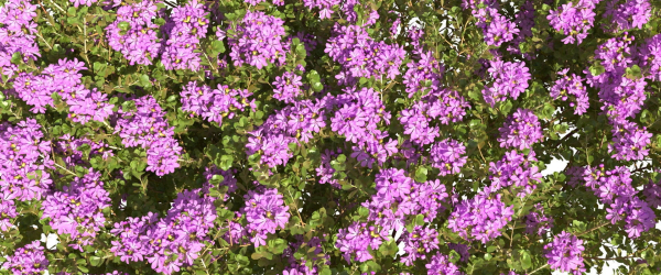 Thyme or thymus vulgaris
