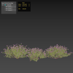 Thyme or thymus vulgaris