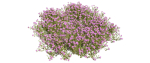 Thyme or thymus vulgaris