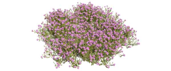Thyme or thymus vulgaris