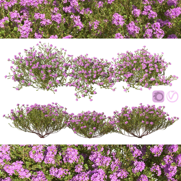 Thyme or thymus vulgaris