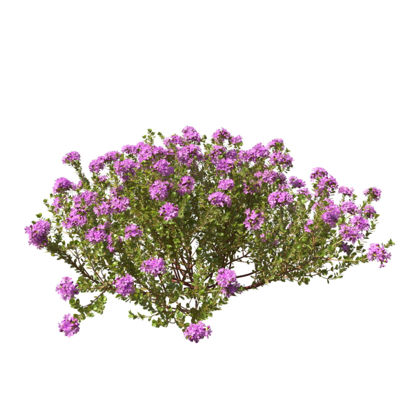 Thyme or thymus vulgaris