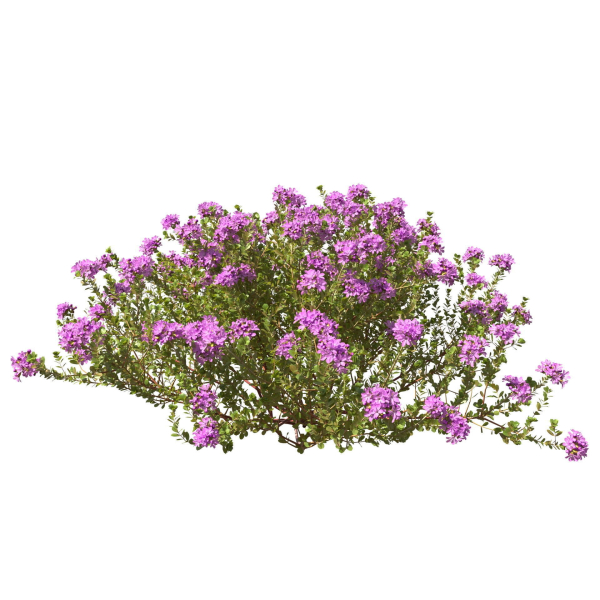 Thyme or thymus vulgaris