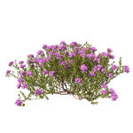 Thyme or thymus vulgaris