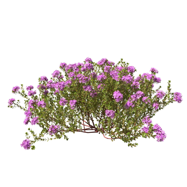 Thyme or thymus vulgaris