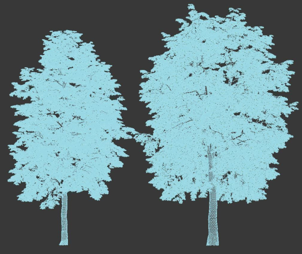 Tilia europaea Nr 4 H12-14m Two tree set