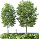 Tilia europaea Nr 4 H12-14m Two tree set