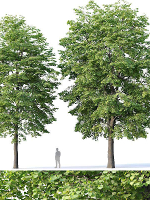 Tilia europaea Nr 4 H12-14m Two tree set