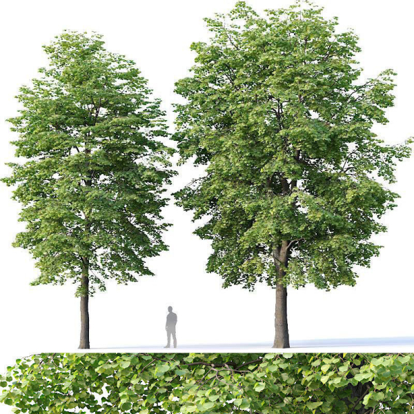 Tilia europaea Nr 4 H12-14m Two tree set