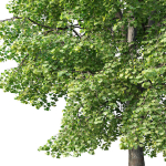Tilia europaea Nr 4 H12-14m Two tree set
