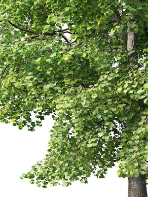 tilia-europaea-nr-4-h12-14m-two-tree-set-3d-model-87b26b81b0