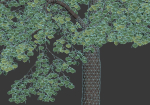 Tilia europaea Nr 4 H12-14m Two tree set