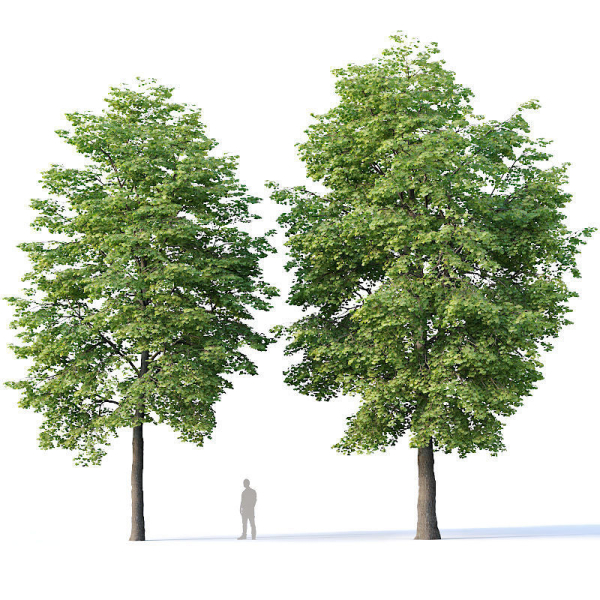Tilia europaea Nr 4 H12-14m Two tree set