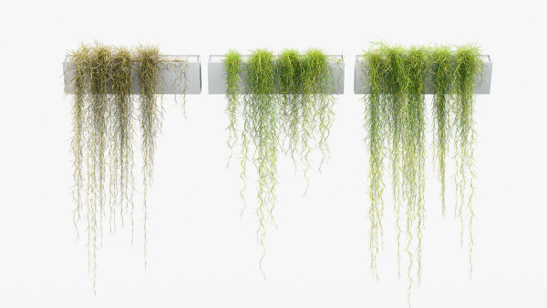Tillandsia usneoides Spanish moss 02