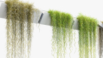 Tillandsia usneoides Spanish moss 02