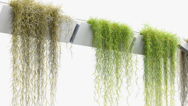 Tillandsia usneoides Spanish moss 02