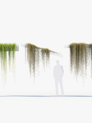 tillandsia-usneoides-spanish-moss-02-3d-model-36a6b2d1c4