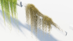 Tillandsia usneoides Spanish moss 02