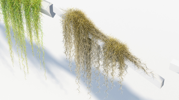 Tillandsia usneoides Spanish moss 02