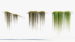 Tillandsia usneoides Spanish moss 02