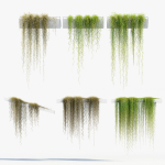 Tillandsia usneoides Spanish moss 02