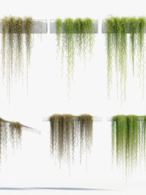 Tillandsia usneoides Spanish moss 02