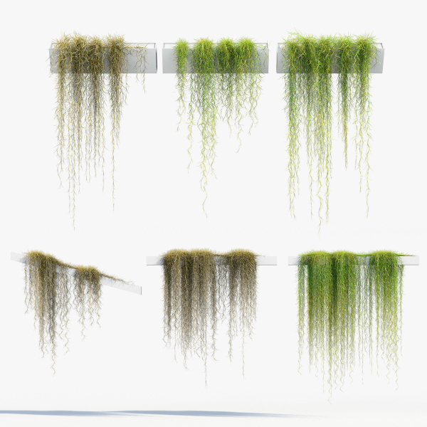 Tillandsia usneoides Spanish moss 02
