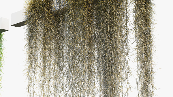 Tillandsia usneoides Spanish moss 02