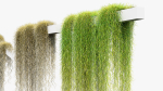 Tillandsia usneoides Spanish moss 02