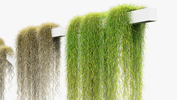 Tillandsia usneoides Spanish moss 02