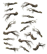 Tongtianhe - plants - climbing vine
