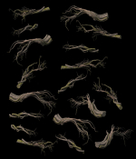 Tongtianhe - plants - climbing vine
