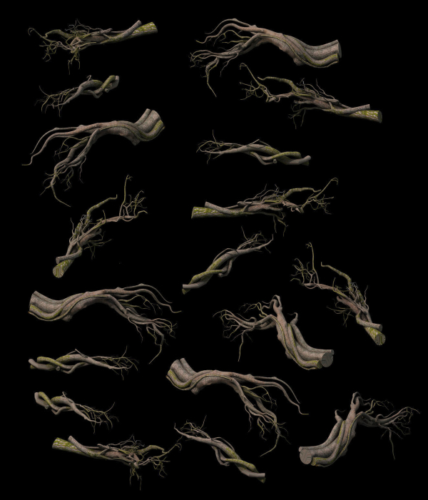 Tongtianhe - plants - climbing vine
