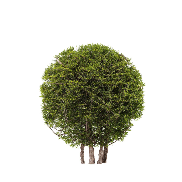 Topiary Ball Bush Set01