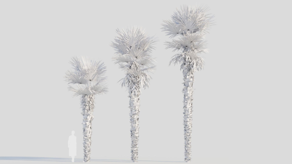 Trachycarpus fortunei a