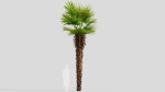 Trachycarpus fortunei a