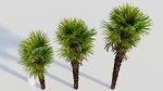 Trachycarpus fortunei a