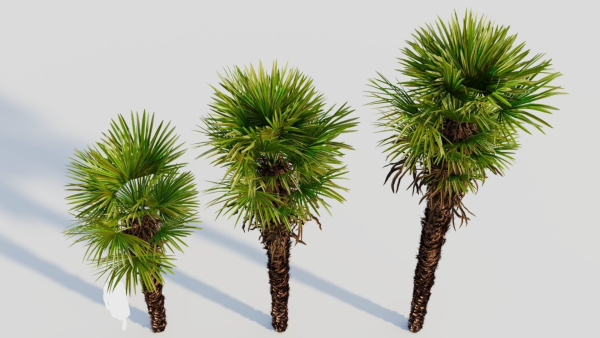 Trachycarpus fortunei a
