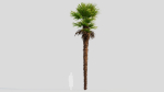 Trachycarpus fortunei a