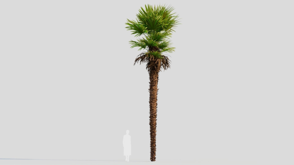 Trachycarpus fortunei a