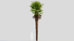 Trachycarpus fortunei a