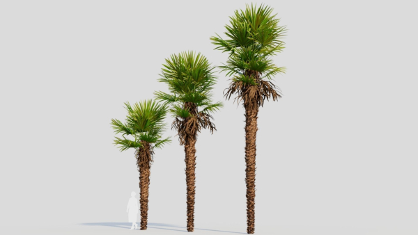 Trachycarpus fortunei a