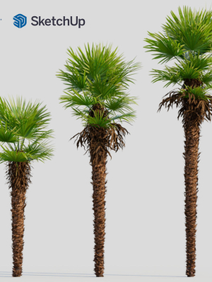 trachycarpus-fortunei-a-3d-model-803ae35d0e