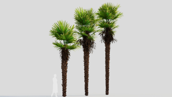 Trachycarpus fortunei a