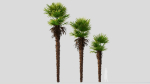 Trachycarpus fortunei a