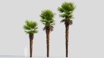 Trachycarpus fortunei a