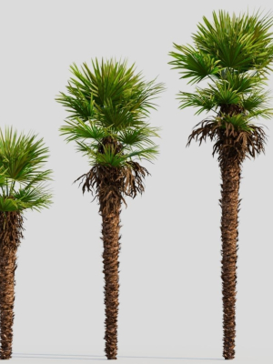 Trachycarpus fortunei a