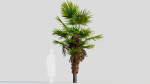 Trachycarpus fortunei b