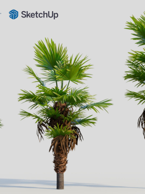 trachycarpus-fortunei-b-3d-model-6012cc8833